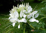 250 White Cleome Seeds - lilletaimed - paljundatavad talupojaseemned - Semiwild
