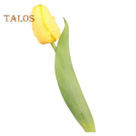 Simuleeritud tulp 37cm kunsttulp kunstsiidist v&otilde;ltstulbilill lahtiselt vaasiks pulmadeks kodukaunistuseks kevadpeoks emadep&auml;evakingiks oranž