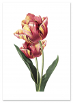 Plakat vintage tulipan kwiat 21x29,7 cm A4