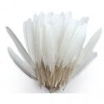 Plumes d'indien - Blanc - Sachet de 10g - Environ 40 plumes - Longueur 15 cm