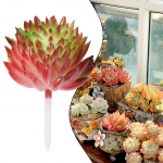 Mini Fake Echeveria Succulent Flowers Perekond Kunsttaimed Potilill Spring