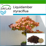 SAFLAX - Bonsai - American Sweet Gum - 100 seemet - Potisubstraadiga paremaks kasvatamiseks - Liquidamber styraciflua