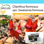SAFLAX &ndash; kinkekomplekt &ndash; Sturt&rsquo;s Desert Hernes &ndash; 20 seemet &ndash; Koos kinkekarbi, kaardi, etiketi ja potisubstraadiga &ndash; Clianthus formosus