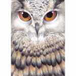 Owl Animal DIY 5D Teemantmaali Ristpistes Komplekt t&auml;is&uuml;mmarguse vaiguga joonisfilm Rhinestone Mosaiic Teemanttikandid K&auml;sitsi valmistatud kingitus Full Round 20x30CM