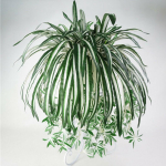 * Kunstsiidist v&otilde;ltsitud Chlorophytum Orchid Spider Plant muru kodu, aiakujundus *