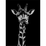 5D &uuml;mmargune teemantmaal ;loom ; l&otilde;vi tiiger teemanttikandid ristpistekomplekt kivist mosaiikpilt DIY kaunistus kingitus Full Round 20x30CM