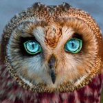 &Ouml;&ouml;kull DIY 5D Teemantmaal Ristpistes T&auml;is&uuml;mmargune vaigust Teemanttikandid Mosaiik Loom Rhinestones Kodukaunistus Full Round 20x20CM