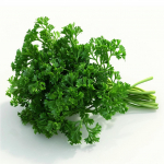 500 Graines de Persil Fris&eacute; - SemiSauvage Permaculture