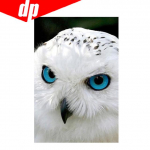 Loomade &ouml;&ouml;kulli teemanttikandid 5D DIY teemantmaal ristpistes pilt t&auml;is&uuml;mmargune teemant 20X30