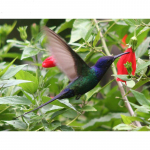 5D DIY Teemantmaali Koolibri Teemanttikandid Mosaiik Ristpistes Rhinestone Decor 20X30CM