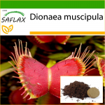 SAFLAX - Venus Fly Trap - 10 seemet - Potisubstraadiga paremaks kasvatamiseks - Dionaea muscipula