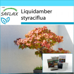 SAFLAX &ndash; kinkekomplekt &ndash; Bonsai &ndash; Ameerika magus kumm &ndash; 100 seemet &ndash; Koos kinkekarbi, kaardi, etiketi ja potisubstraadiga &ndash; Liquidamber styraciflua
