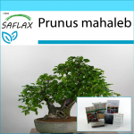SAFLAX - Kingikomplekt - Bonsai - Mahalebi kirss - 30 seemet - Koos kinkekarbi, kaardi, etiketi ja potisubstraadiga - Prunus mahaleb
