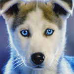 T&auml;is&uuml;mmargune teemant 5D DIY Teemantv&auml;rvimine Koerte tikandid Ristpistes 30x30CM