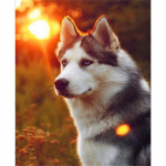 5D DIY Teemantmaal Armas kutsikas Teemantmosaiik Teemanttikandid T&auml;iskomplektsed ristpistes komplektid Kodukaunistuse kingitused Round 20x30cm