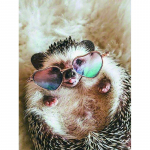 5D DIY teemantmaalivad loomad, nagu kassid ja hobused Teemanttikandid Ristpistes t&auml;ispistega kivimosaiigiga kodukaunistus Round 20x30cm