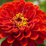 Tsinnia punase daalia seemned 1g lilli aeda