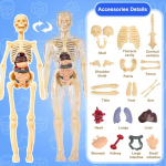 Inimese luustiku 3D-organi anatoomia teaduslik mudelikomplekt lastele kehahariduse mudelid, eemaldatavad simulatsioonid, isetehtud oreli kokkupaneku mudel A1