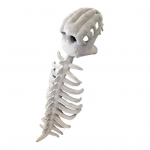 Dinosaurus Skeleti Kost&uuml;&uuml;m Realistlik Pl&uuml;&uuml;sist 3D Dinosaurus Kolju Peakate Ja Selgroo Kost&uuml;&uuml;mi Komplekt Halloween Cosplay jaoks 120cm