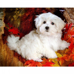 Ristpistekomplekt DIY Teemanttikandid Valge koer Teemantmaaling Mosaiik Kodukaunistus 20X30CM