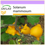 SAFLAX - Love Apple / Nipplefruit - 10 seemet - Solanum mammosum