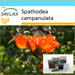 SAFLAX &ndash; kinkekomplekt &ndash; Aafrika tulbipuu &ndash; 30 seemet &ndash; Koos kinkekarbi, kaardi, etiketi ja potisubstraadiga &ndash; Spathodea campanulata