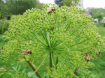 30 Angelica Officinale seemet - aromaatne taim - paljundatavad talupojaseemned - Semiwild