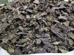 Perilla Leaf Taimne ravim Perilla Leaf Perilla Leaf Perilla 500g/1,1 lb Bulk Perilla Leaf