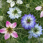 Nigella Damascena segab aeda lilleseemneid