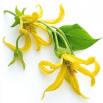 5 ylang-ylangi seemet &ndash; poolmetsik permakultuur