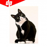 Kassi teemanttikandid 5D DIY teemantmaal ristpistes pilt t&auml;is&uuml;mmargune teemant 20X30