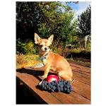5D DIY teemantmaal Chihuahua koera teemanttikandid T&auml;isekraaniga mosaiik pilt kividest 20X30CM