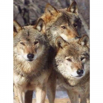 DINGPU Teemantmaal Rhinestone Pictures 5D DIY Teemanttikandid Ristpistes Loomade Mosaiik Kodukaunistus 20X30CM punane