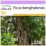 SAFLAX - India Banyan Tree - 20 seemet - Ficus benghalensis