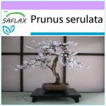 SAFLAX &ndash; Bonsai &ndash; Wild Black Cherry &ndash; 30 seemet &ndash; Prunus serulata