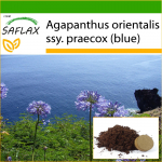SAFLAX - Aafrika liilia - 50 seemet - Potisubstraadiga paremaks kasvatamiseks - Agapanthus orientalis