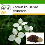 SAFLAX - Hiina koerapuu - 30 seemet - Potisubstraadiga paremaks kasvatamiseks - Cornus kousa