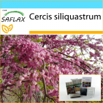 SAFLAX &ndash; Kingikomplekt &ndash; Armastajapuu &ndash; 60 seemet &ndash; Koos kinkekarbi, kaardi, etiketi ja potisubstraadiga &ndash; Cercis siliquastrum