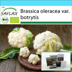 SAFLAX - Kinkekomplekt - Orgaaniline - Lillkapsas - Lumepall - 70 seemet - Kinkekarbi, kaardi, etiketi ja potisubstraadiga - Brassica oleracea