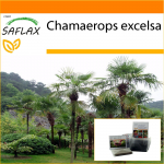 SAFLAX - Aed kotis - Hiina tuuleveski palm - 10 seemet - Substraadiga sobivas p&uuml;stijas kotis - Chamaerops excelsa