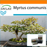 SAFLAX &ndash; Aed kotis &ndash; Bonsai &ndash; T&otilde;eline m&uuml;rt &ndash; 30 seemet &ndash; Substraadiga sobivas p&uuml;stises kotis &ndash; Myrtus communis