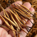 500g Yunnan Yunnani must tee Fengqing Big Gold Needle Honey Golden Needle Tea