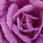 Dekoratiivne varrekapsas Sunrise Sega lilleseemneid aia jaoks suure saagi saamiseks