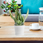 20 tk Simuleeritud Sukulendid V&auml;rske Stiili Disain Taimed Dekoratiivsed Kunstlikud Pottidesse Istutatud V&otilde;lts DIY Simulatsioon Mini Kaunistused Pe 15x8cm