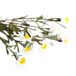 Kunstlik kunstlik siidist karikakra lillekimp koduse pulmapeo kaunistusega, 8 pead