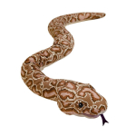 120/170cm Pruun Boa Pl&uuml;&uuml;sist K&auml;sinukk T&auml;idisega Pikk Madu Hirmutav Metsik Pikk Loom Interaktiivne Lava Rekvisiit Dekoratsioon Meeste Kingitus 120cm hand puppet brown