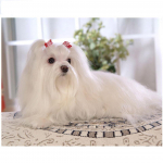 Ristpistes isetegemise maalimine 5D teemant Kodukaunistus Loom Koer Armas pilt Tikand 20X30CM