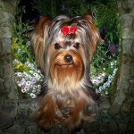 5D DIY teemantmaal Yorkshire'i terjer t&auml;isring puur Pilt rhinestones teemanttikandist 30x30CM sinine