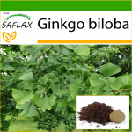 SAFLAX - Neitsikarva puu - 4 seemet - Potisubstraadiga paremaks kasvatamiseks - Ginkgo biloba