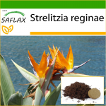 SAFLAX - Paradiisilind - 5 seemet - Potisubstraadiga paremaks kasvatamiseks - Strelitzia reginae